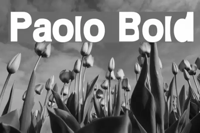 Paolo Bold Polices examples