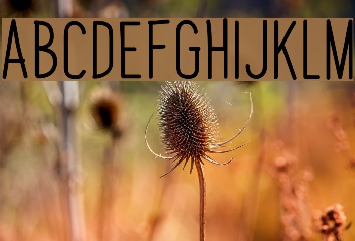Papaya Sunrise Font examples