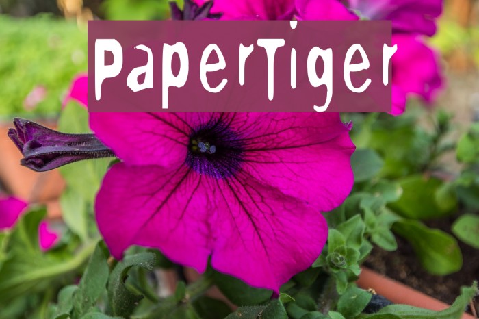 PaperTiger Example 1