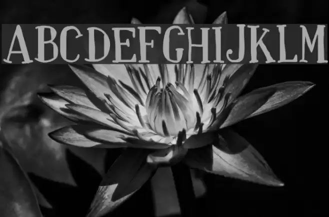 Paquita Font examples