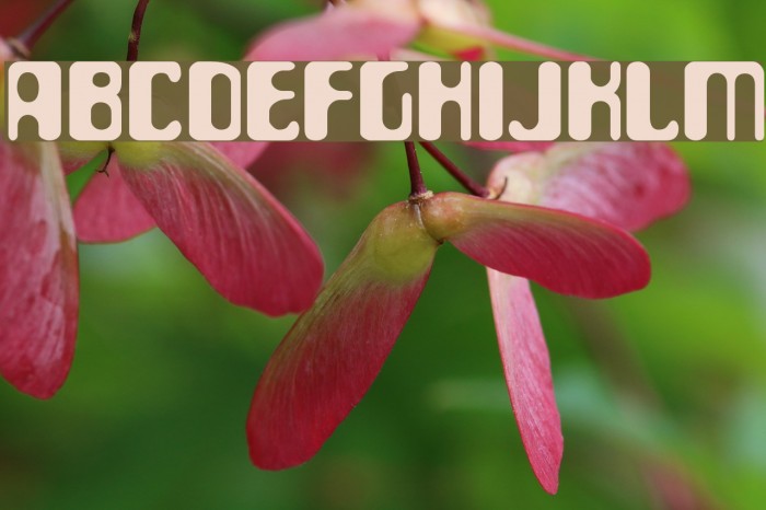 ParaAminobenzoic Font examples