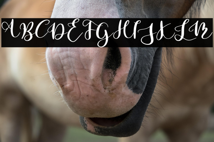 Parabellum Regular Example 1