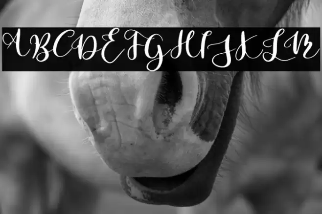 Parabellum Regular Font examples