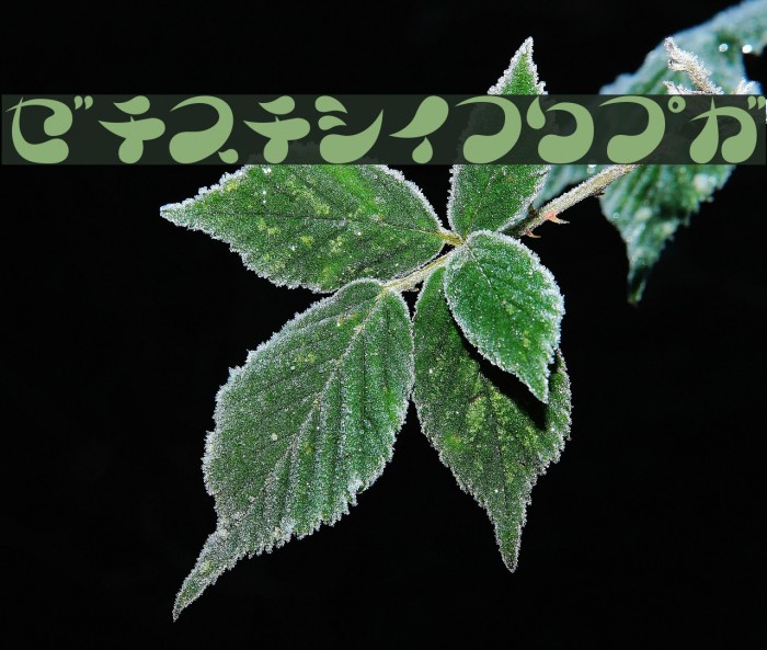 Parade20KT Example 1