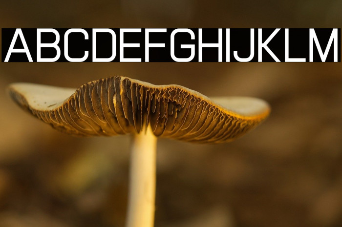 Paradigma Regular Trial Example 2