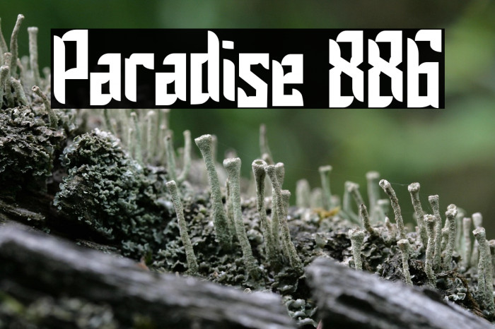 Paradise 886 Example 1
