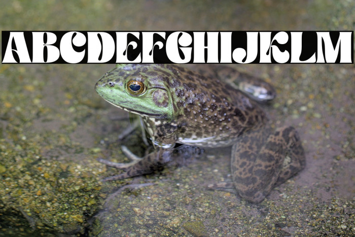 Paradise Garden Personal Use Example 1