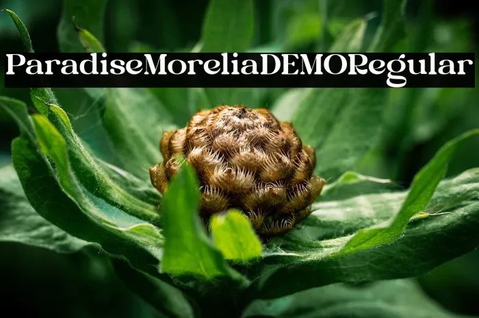 Paradise MoreliaDEMO Regular Example 3