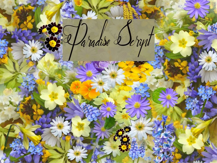 Paradise Script Example 2