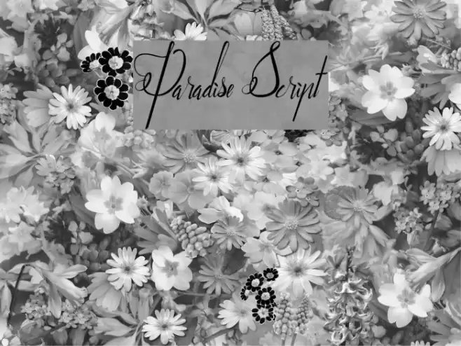 Paradise Script Font examples