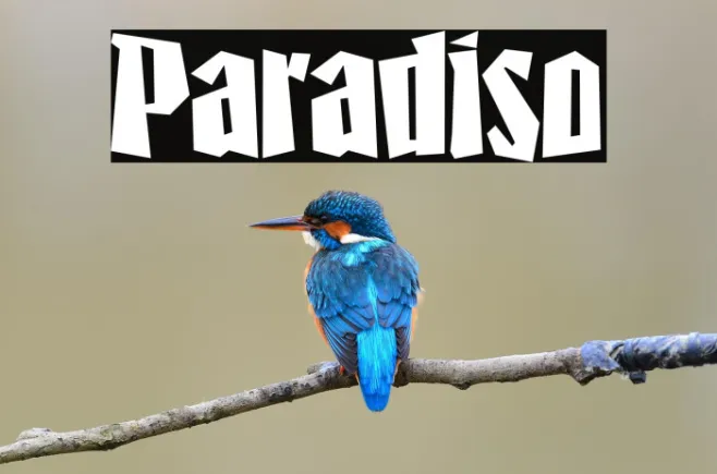 Paradiso Example 2