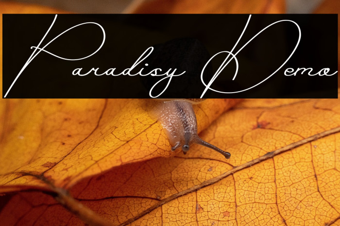 Paradisy Demo Example 3