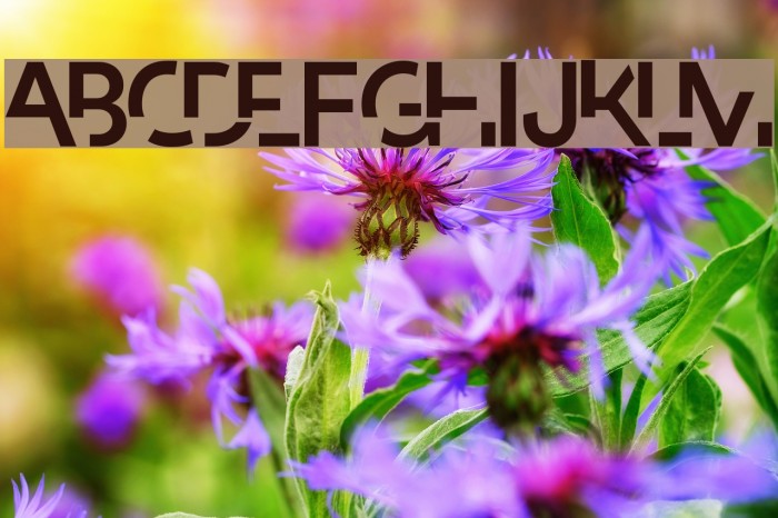 Paradox Schriftart examples
