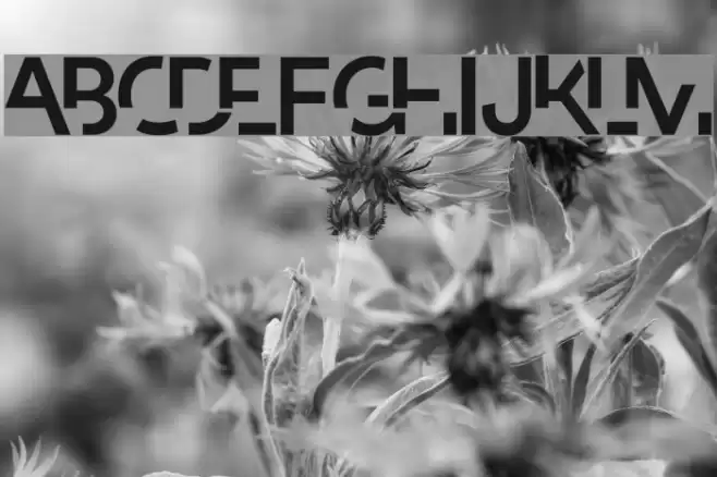 Paradox Schriftart examples