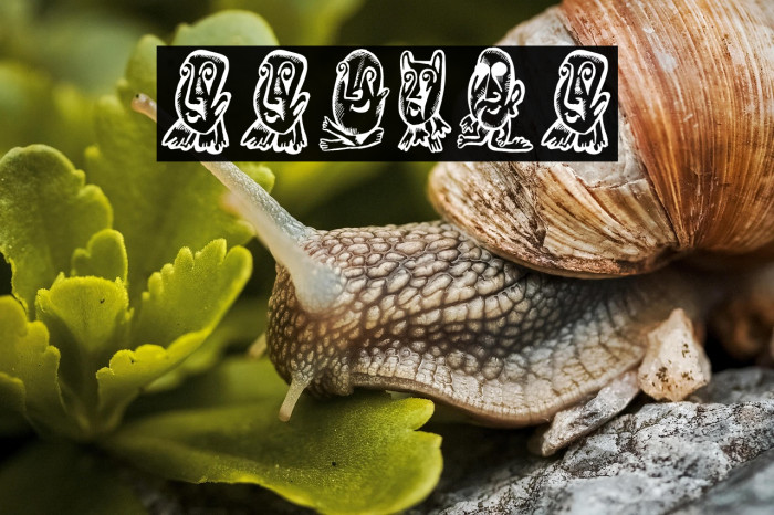 Paraiso Regular Example 2