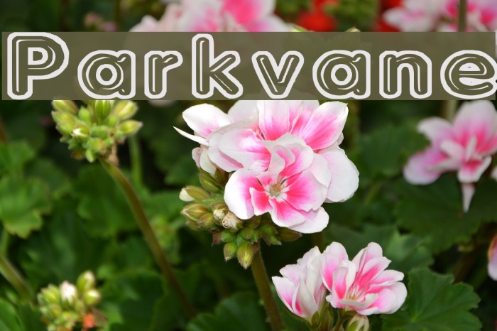 Parkvane Font examples