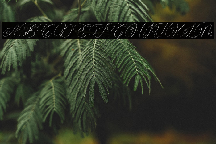 Parmidass Elarista Example 2