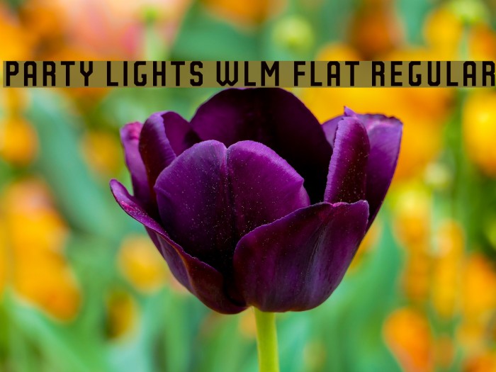 Party Lights [WLM] Flat Regular Example 1