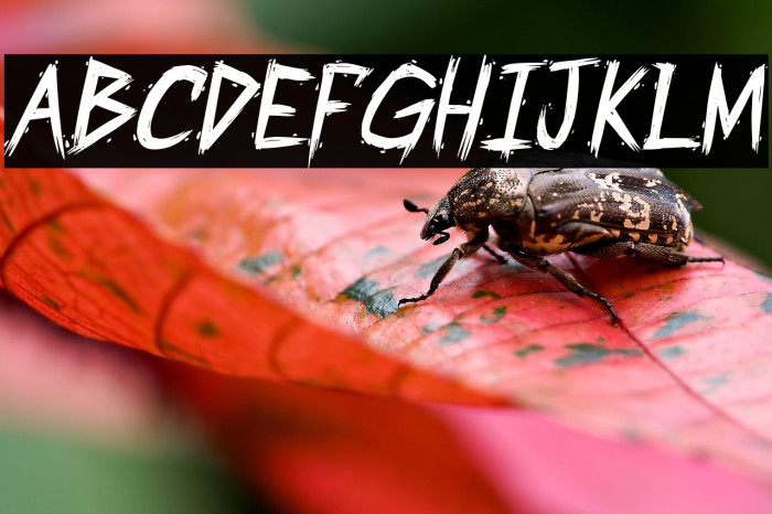 PartyCrasherzPG-Italic Example 2