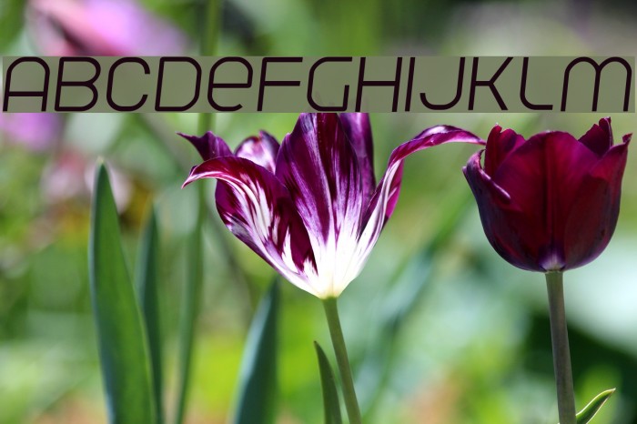 Parvoflavin Light Skew Font examples