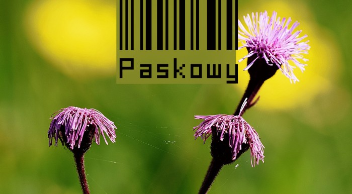 Paskowy Polices examples