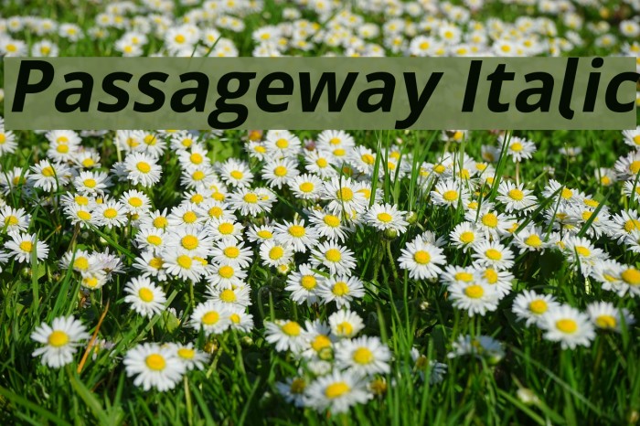 Passageway Italic Font examples