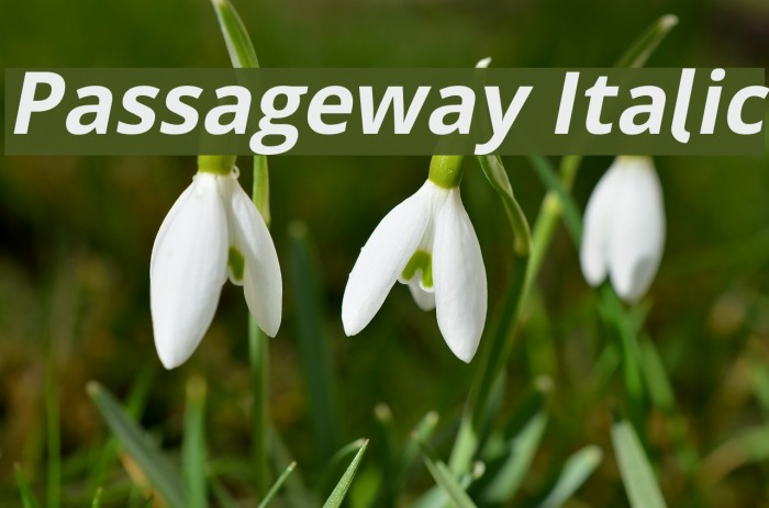 Passageway Italic Font examples