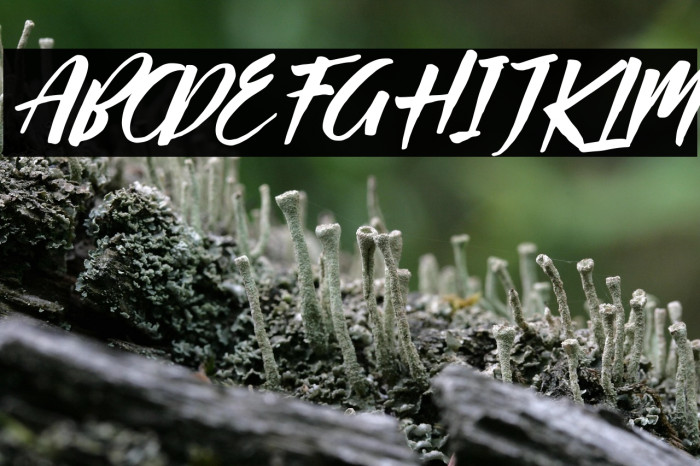 Passifille Italic Example 3