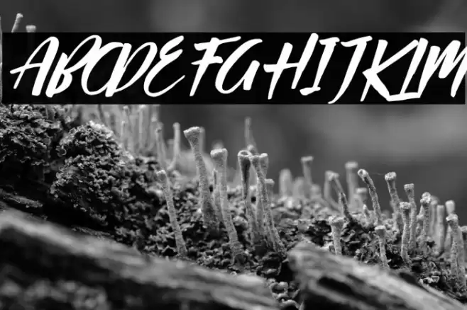 Passifille Italic Font examples