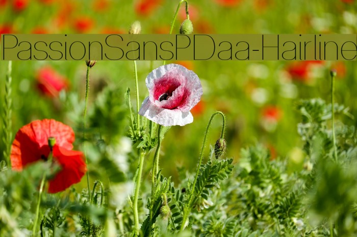 PassionSansPDaa-Hairline Example 2