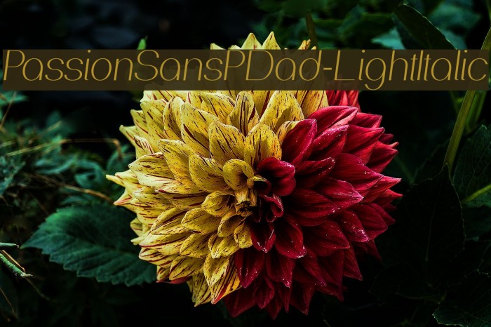 PassionSansPDad-LightItalic Font examples