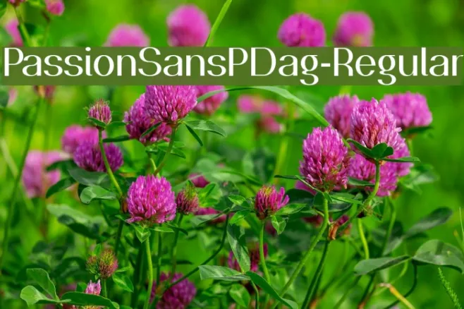 PassionSansPDag-Regular Example 1