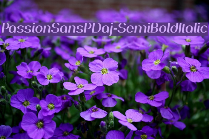 PassionSansPDaj-SemiBoldItalic Font examples