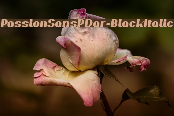 PassionSansPDar-BlackItalic Example 2