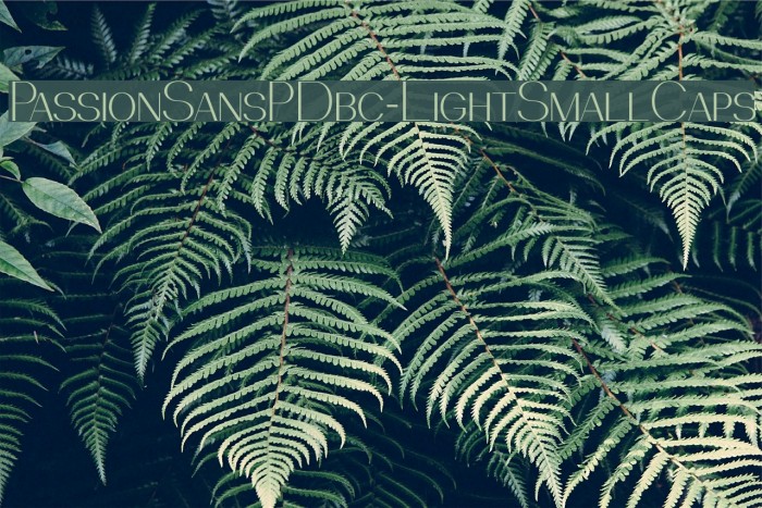 PassionSansPDbc-LightSmallCaps Font examples