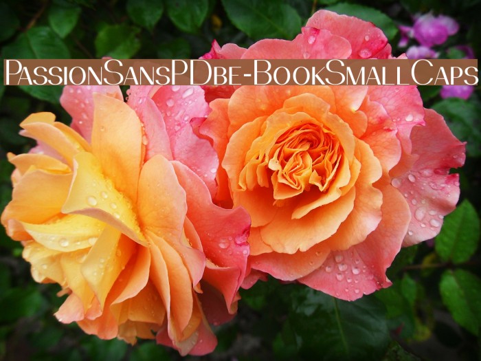 PassionSansPDbe-BookSmallCaps Font examples
