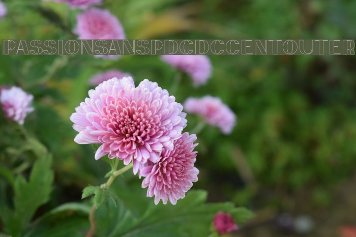 PassionSansPDcd-AccentOuter Example 3