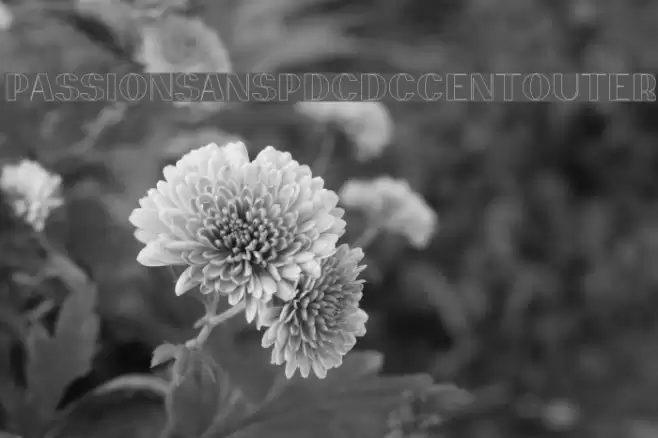 PassionSansPDcd-AccentOuter Font examples