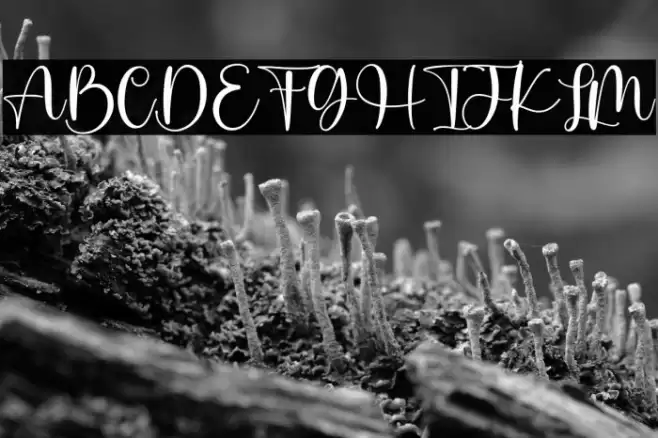 Pastel Candy Polices examples