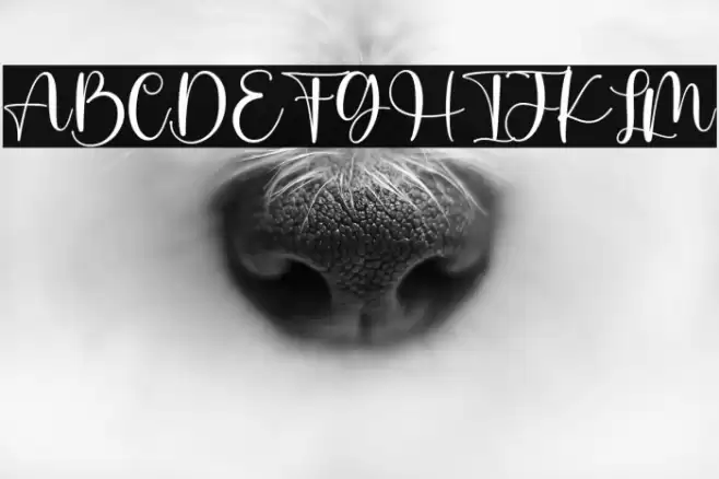 Pastel Candy Polices examples