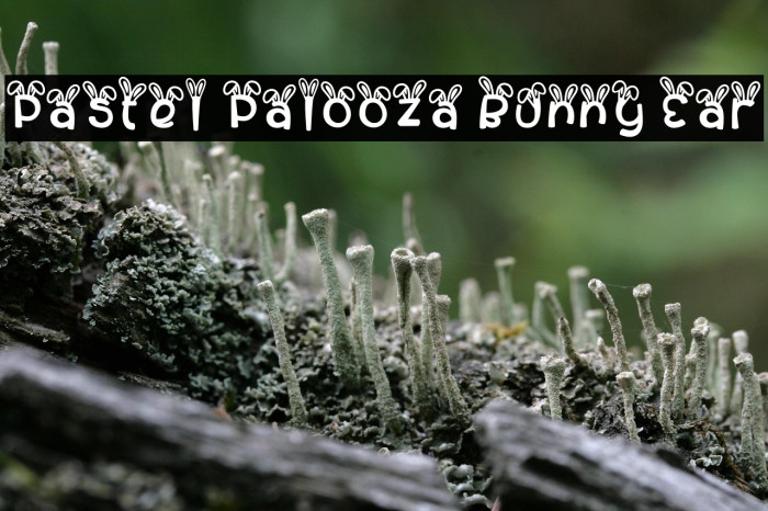 Pastel Palooza Bunny Ear Example 2