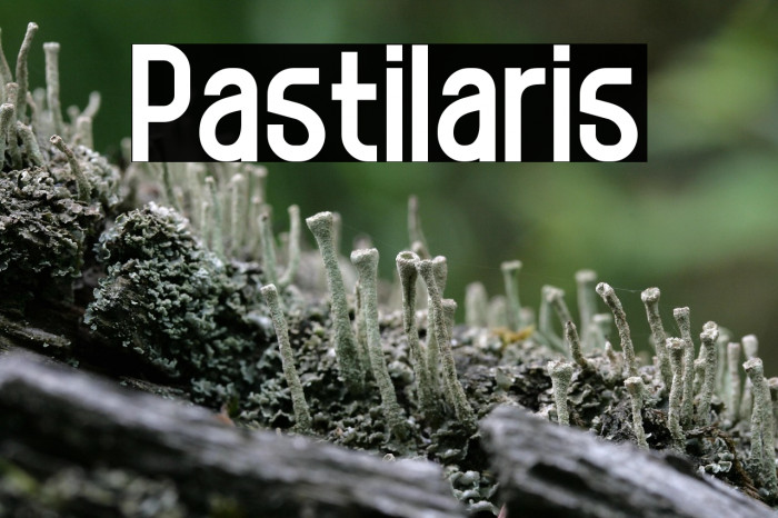 Pastilaris Example 2