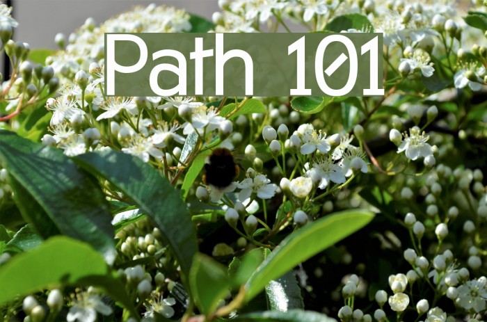 Path 101 Polices examples