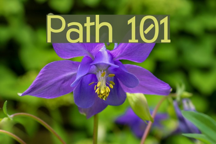 Path 101 Polices examples