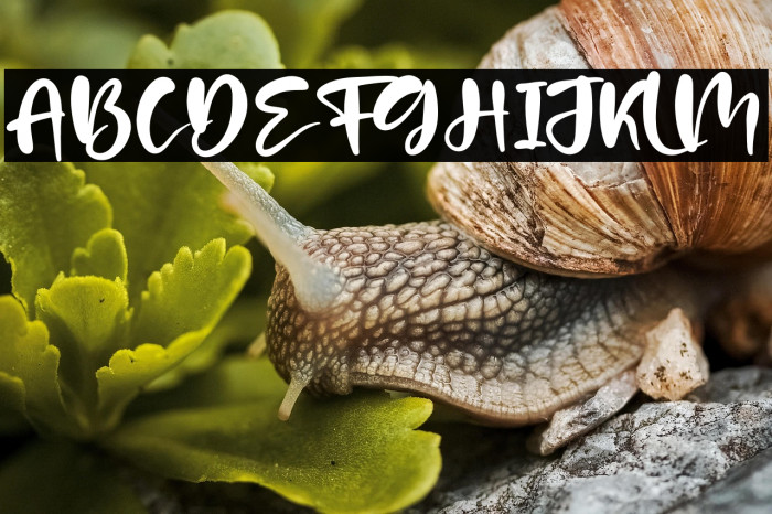 Patria Vista Example 2