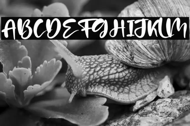 Patria Vista Font examples