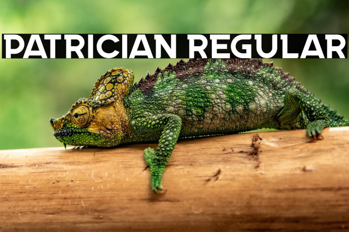 Patrician Regular Example 2