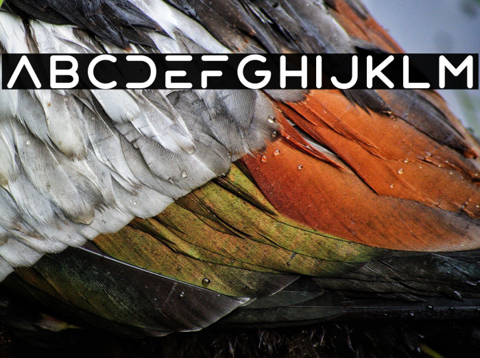 Patron - Personal Use Regular Example 2