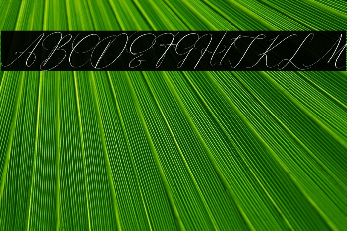 Pattricia Michella Italic Example 2