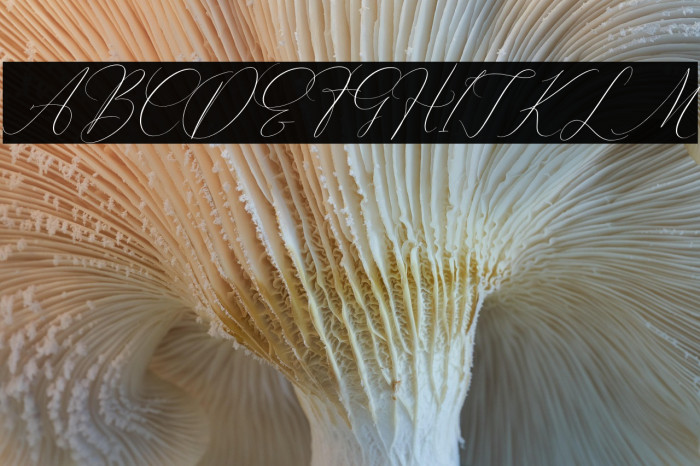 Pattricia Michella Italic Example 3